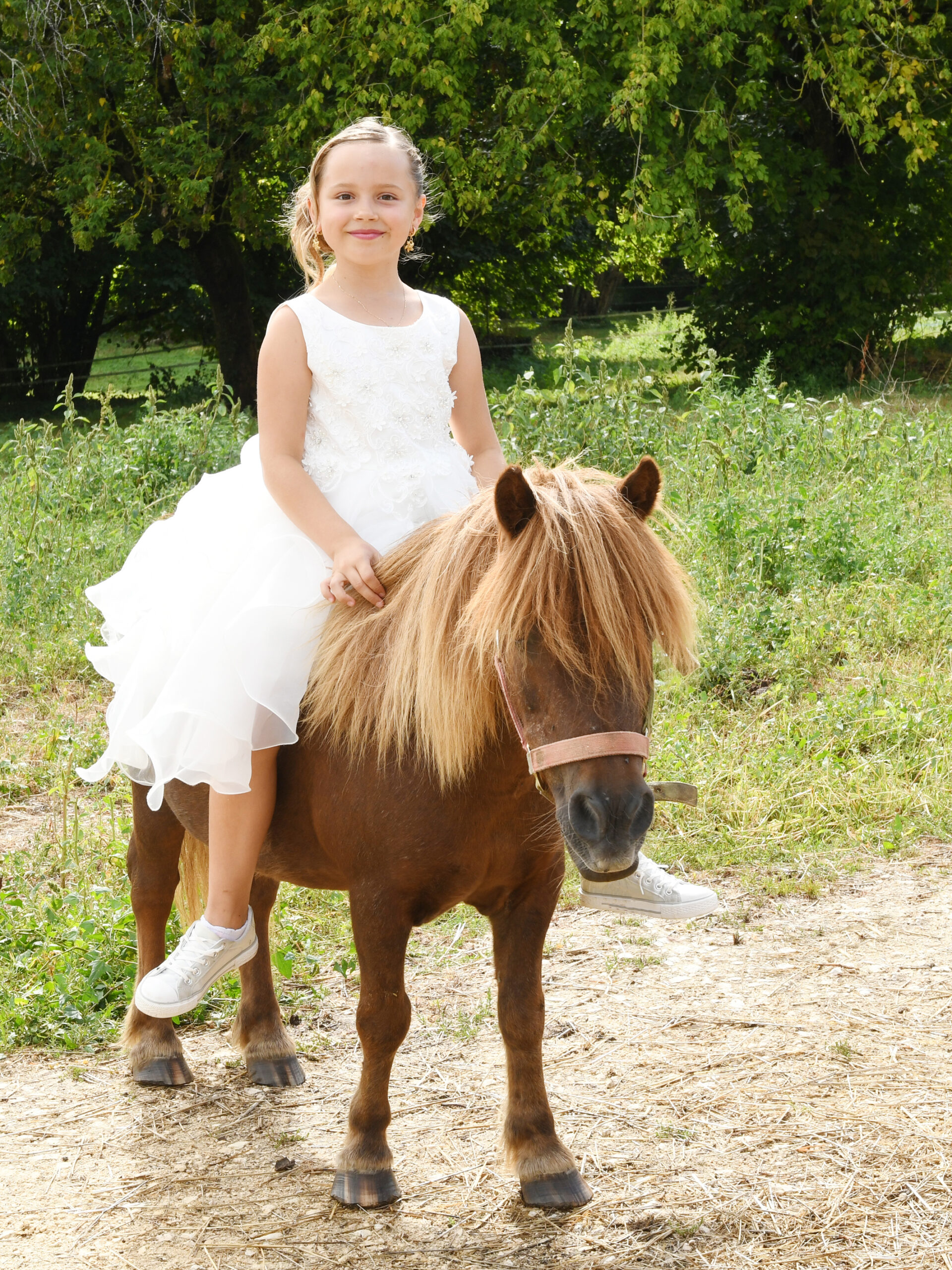 Lire la suite à propos de l’article Devenir propriétaire d&rsquo;un poney shetland